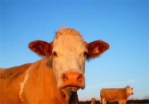 Cows at Pennance Vean Farm