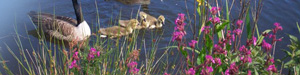 Bed & Breakfast Accommodation - Truro - Cornwall