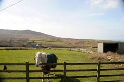 Eliza's Croft