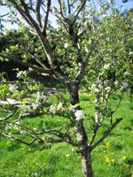 Bed and Breakfast at Rezare Farmhouse