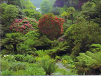 Trebah gardens