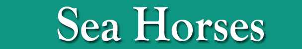 Holiday Cottage - Port Isaac - North Cornwall