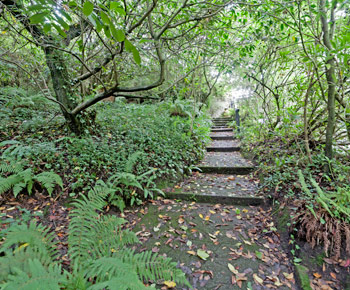 Stepped path to Rosemary and Appletree