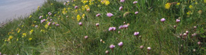 Bed & Breakfast Accommodation - Mullion - Cornwall