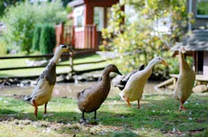 Self catering in *locatio