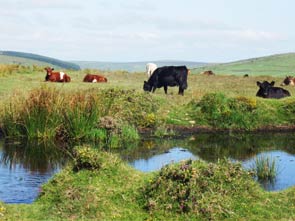 Bodmin Moor