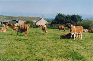 Tredinney Farm - St Buryan, Lands End. - Self-catering & Bed and Breakfast