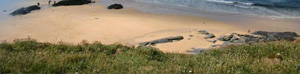 Tregea - Harlyn Bay - Cornwall