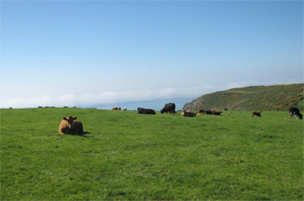 Crackington Haven