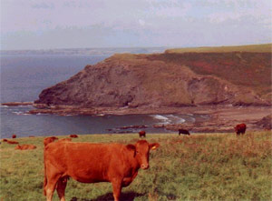 Crackington Haven