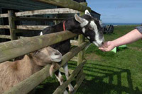 Bed and Breakfast Accommodation - Port Isaac