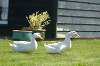 Bed and Breakfast Accommodation - Port Isaac