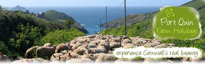 Self catering in Port Isaac