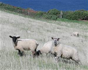 Walking in Cornwall- Cornish walks. Boscastle