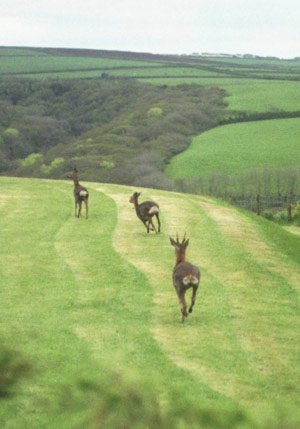 Welcombe House self-catering accommodation