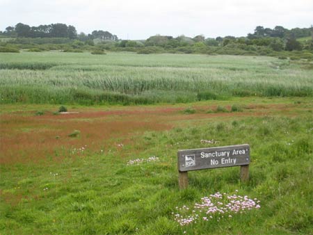 Marazion Marsh - RSPB Reserve - photo Rod Allday