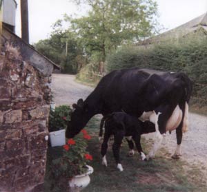 West Nethercott Farm - Holsworthy
