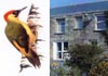 Woodpecker Cottage - Newquay