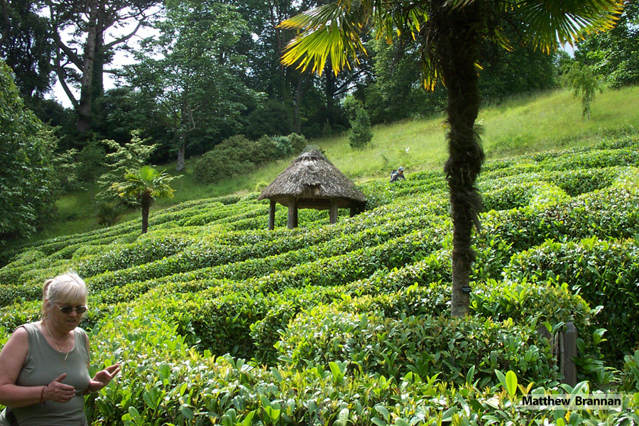 Looking down on the laurel maze at Glendurgan Garden