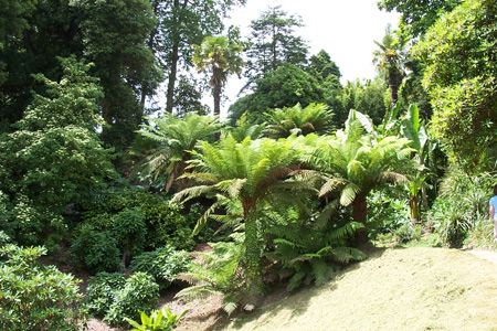 Tree ferns at Glendurgan Garden