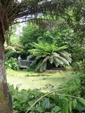 Tree ferns and a footbridge beside a pool at Trengwainton Garden