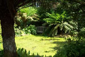 The pond at Trengwainton Garden framed by tree ferns