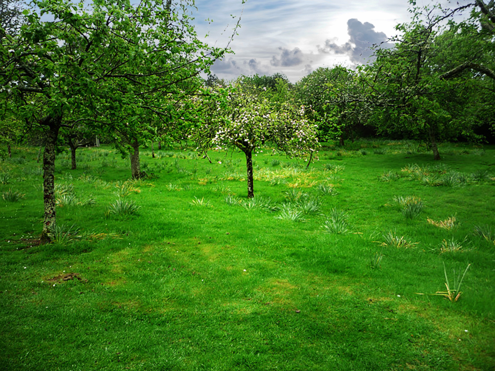 Orchard with Cornish apple varieties at Trerice House - Photo © Chris Gunns (cc-by-sa/2.0)