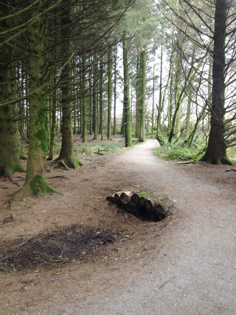 Woodland section of the Siblyback Lake cycle trail, north west corner, Cornwall
