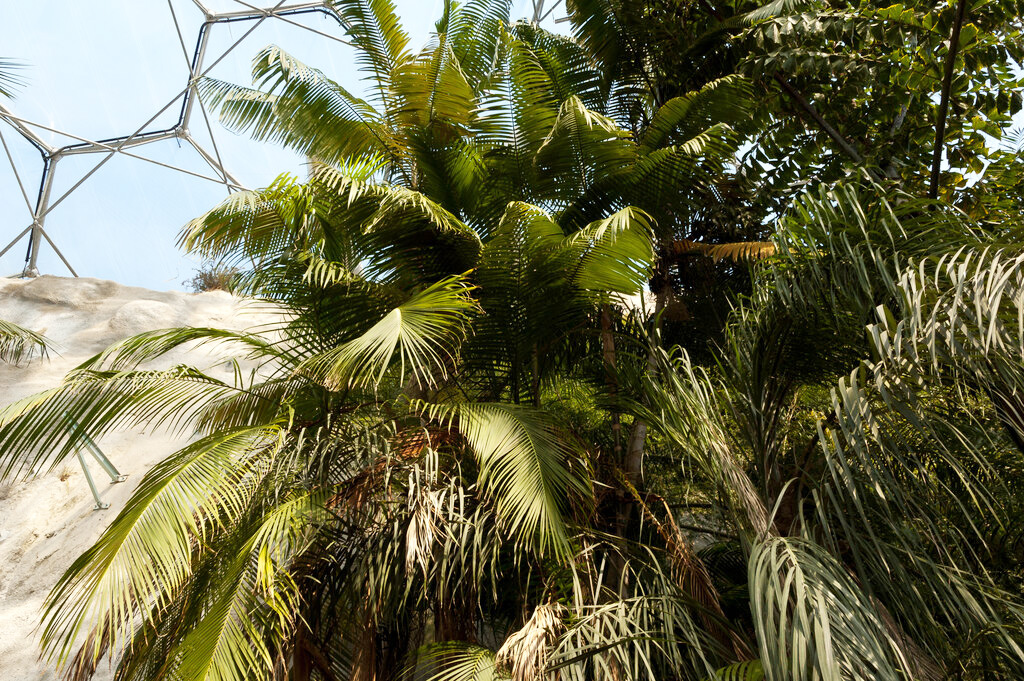 Palm trees in the rainforest biome, Eden Project