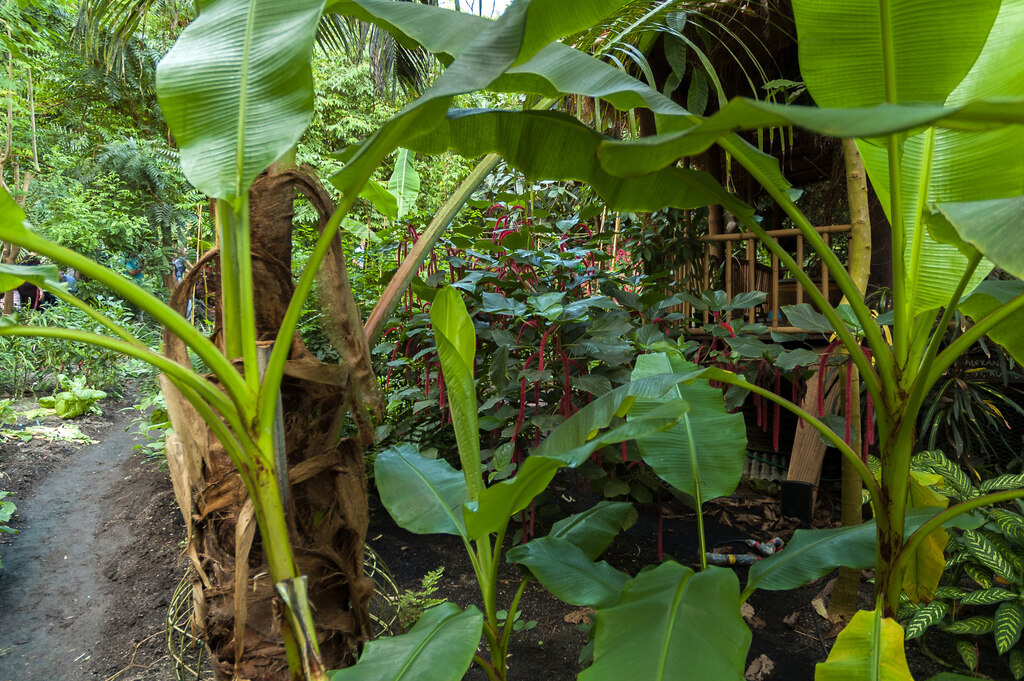 Eden Project palms