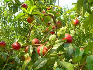 Mediterranean fruit planting, Eden Project Warm Temperate Biome