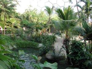 Tropical planting inside the Eden Project Humid Tropics Biome