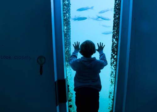 National Maritime Museum Cornwall Falmouth Tidal Zone underwater gallery - Cornwall heritage attraction