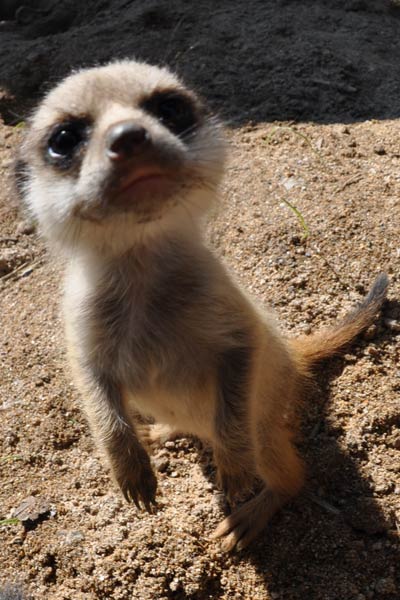 Meerkat at Newquay Zoo, Trenance Gardens, Cornwall