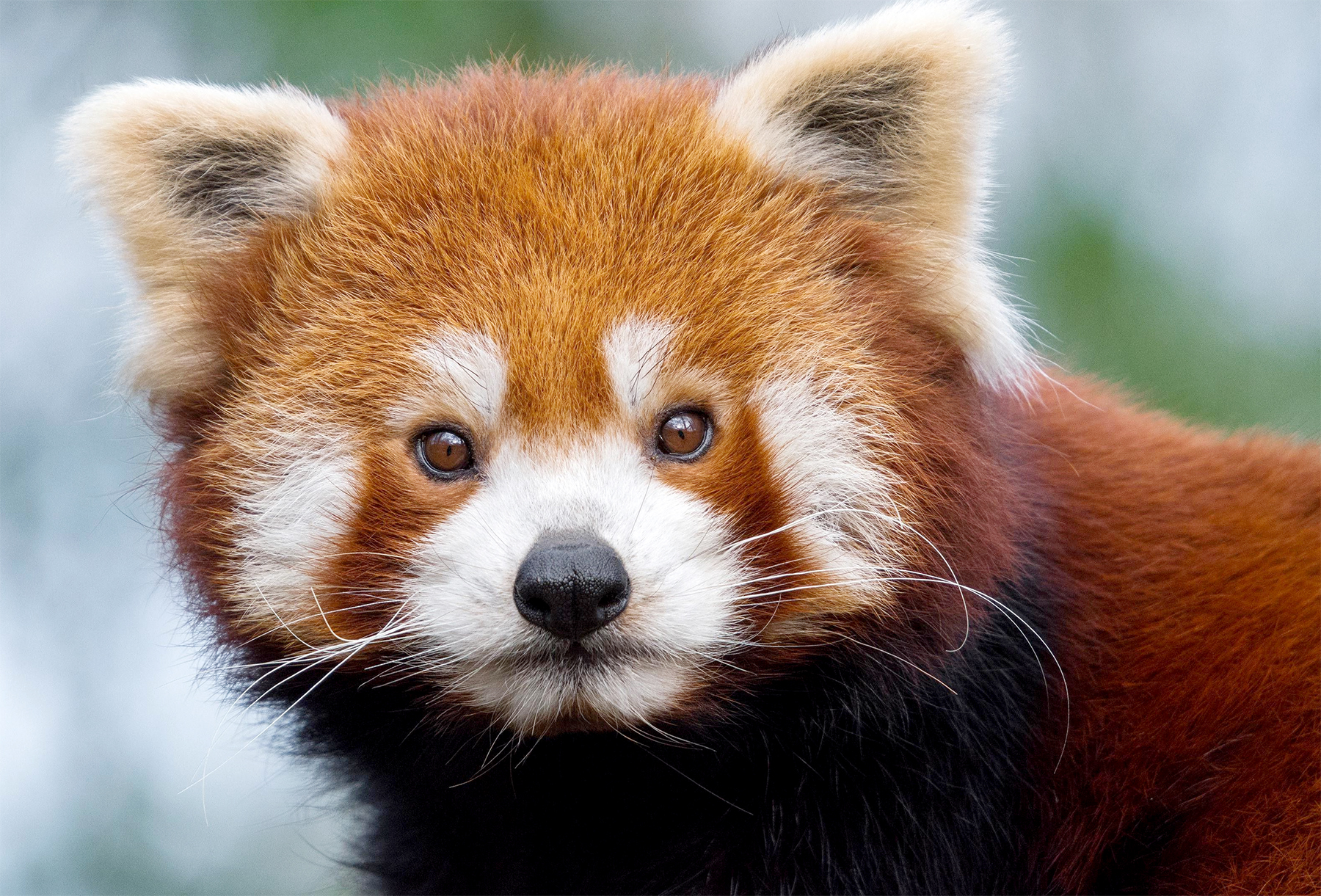 Paradise Park Hayle Cornwall - Red Panda 