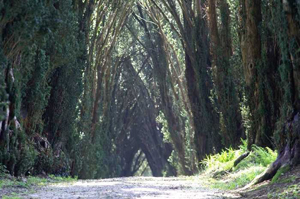 Tree-lined path through the Tregrehan estate